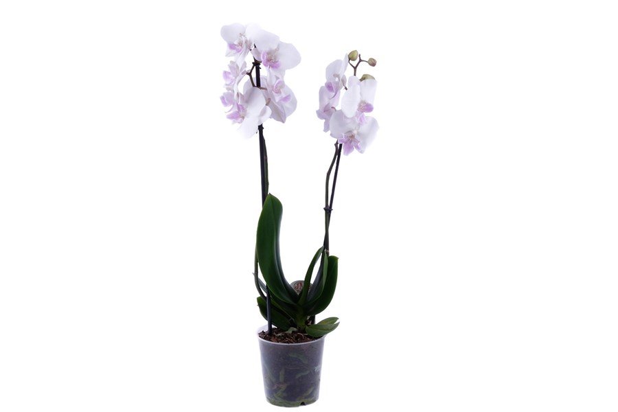 Орхидея в горшке Орхидея Фаленопсис белая с розовой серидиной 2ст
